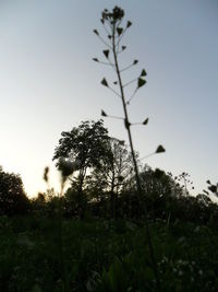 Trees growing on grassy field