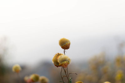 Close-up of yellow flowering plant against sky