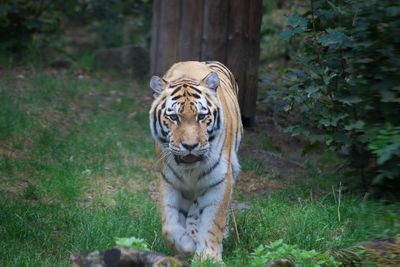 Close-up of tiger walking in zoo