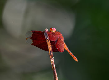 Close-up of dragonfly on flower