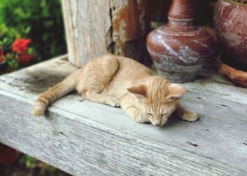 Close-up of ginger cat sleeping on wood