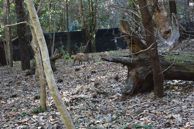 Animal in forest