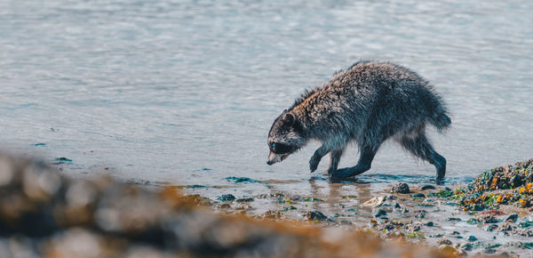 Close-up of raccoon walking at lake