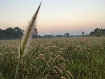 Crops growing on field against sky during sunset