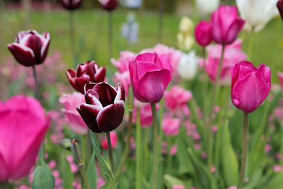 Close-up of pink tulips on field