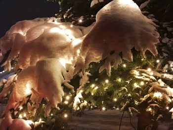 Close-up of illuminated tree at night