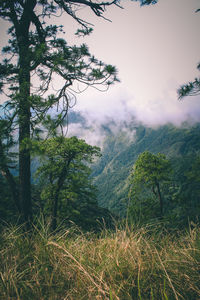 Scenic view of forest against sky