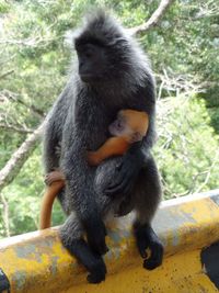 Monkey sitting on tree