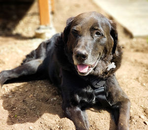 Portrait of black dog covered in dirt