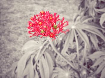 Close-up of red flowers blooming outdoors