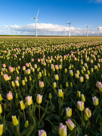 Close-up of purple flowering plants on field