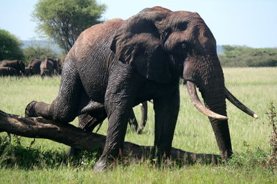 Close-up of elephant on land