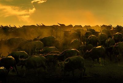 View of birds on field during sunset