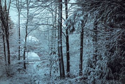 Bare trees in forest during winter