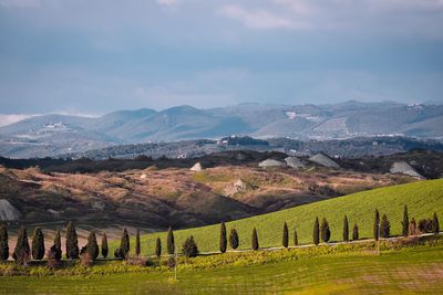 Scenic view of cypresses line against clay hills and mountains background 