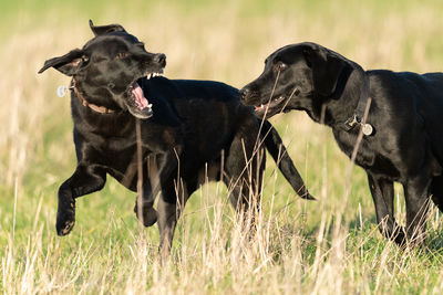 Close up of two black labradors playing together in a field