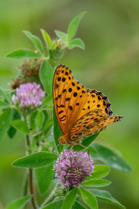 Close-up of butterfly pollinating on purple flower