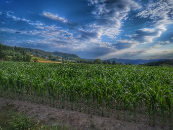 Scenic view of agricultural field against sky