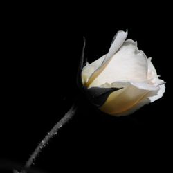 Close-up of white flower over black background