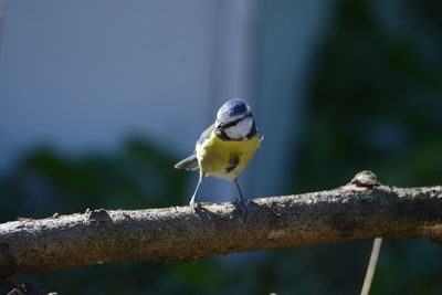 Close-up of bird perching on yellow outdoors