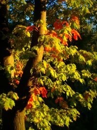 Low angle view of trees