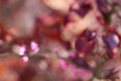 Close-up of pink flower tree