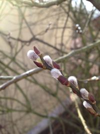 Close-up of branches against blurred background