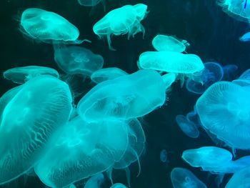 Jellyfish in sea