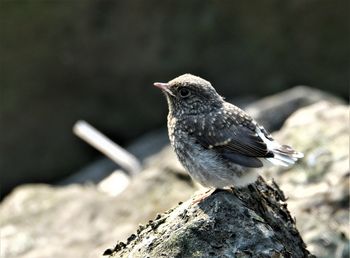 Close-up of bird perching on rock