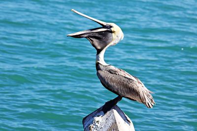 Bird perching on wooden post