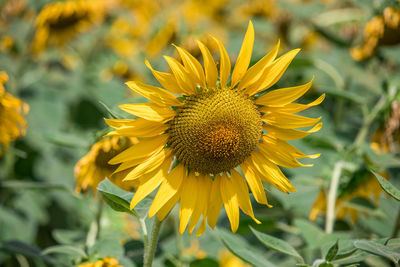 Close-up of sunflower