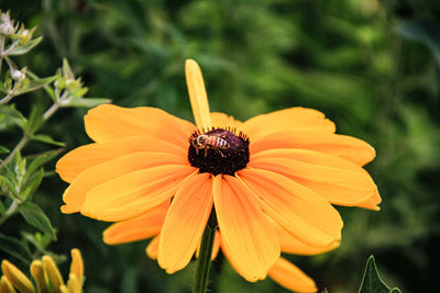 Close-up of orange flower