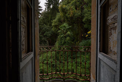 Trees and plants seen through closed window of building