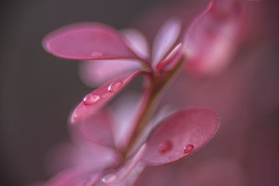 Close-up of pink rose flower