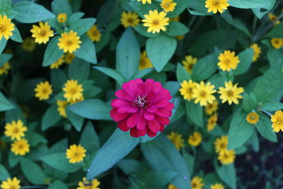 Close-up of pink flowering plants