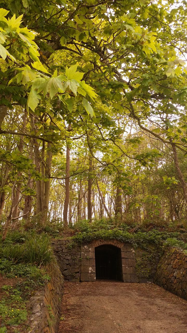 TREES IN THE FOREST