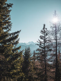 Low angle view of pine trees against sky