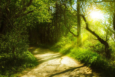 Close-up of fresh green plants