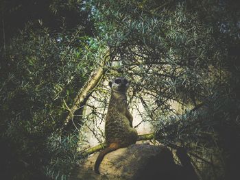 Low angle view of bird on tree