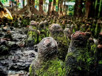 Close-up of moss growing on rock