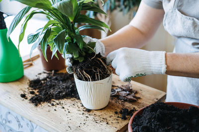 Spring houseplant care, repotting houseplants. waking up indoor plants for spring. woman is