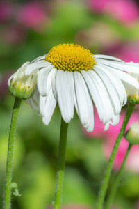 Close-up of yellow flowering plant