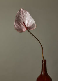 Close-up of white rose in glass