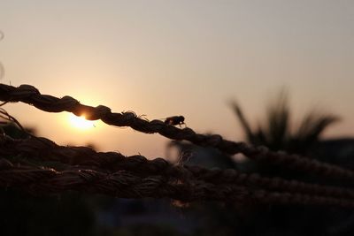Close-up of silhouette plant against sky at sunset