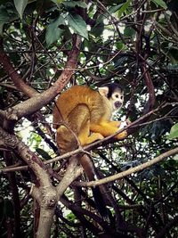 Low angle view of monkey sitting on tree