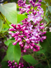 Close-up of pink flowering plant