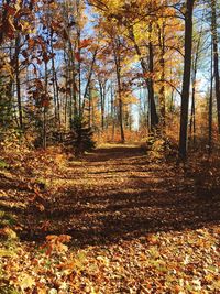 Trees in forest