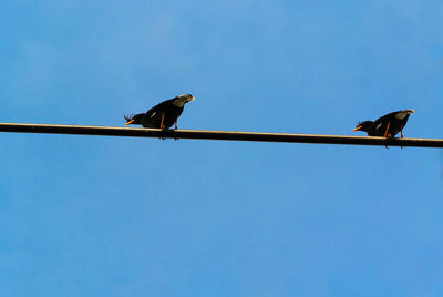 Low angle view of birds perching on cable