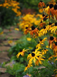 Close-up of yellow flowers blooming outdoors