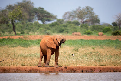 Elephant standing in a field